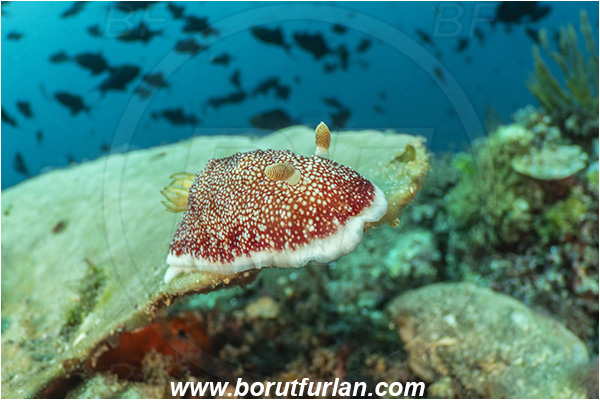Bangka, Sulawesi, Indonesia, Goniobranchus reticulatus, Goniobranchus, Chromodorididae, Red Reticulate Nudibranch, Nudibranch, Sea slug, Gastropoda, Mollusca, Mollusc, Reef