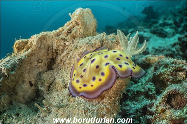 Bangka, Sulawesi, Indonesia, Goniobranchus kuniei, Goniobranchus, Chromodorididae, Kunie