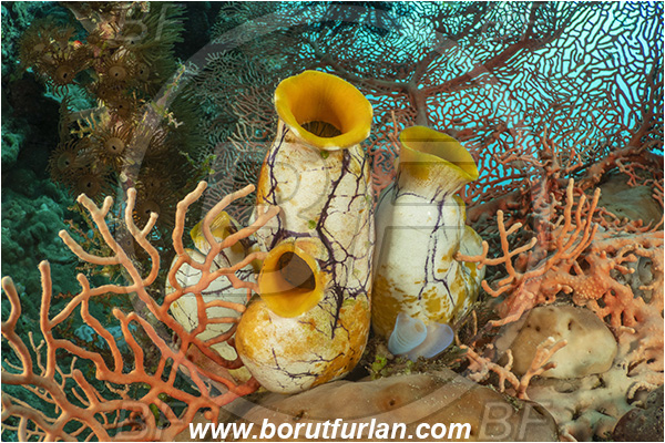 Bangka, Sulawesi, Indonesia, Polycarpa aurata, Polycarpa, Styelidae, Tunicata, Golden Sea Squirt, Tunicate