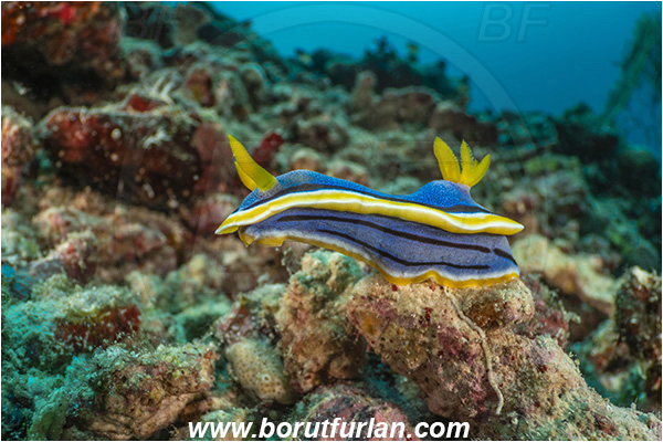 Bangka, Sulawesi, Indonesia, Chromodoris elisabethina, Chromodoris, Elisabeth