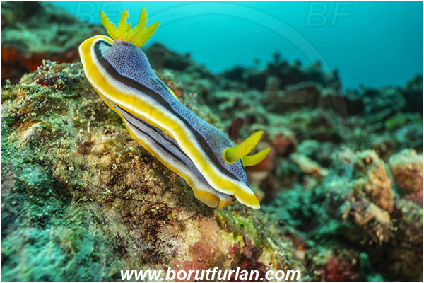 Bangka, Sulawesi, Indonesia, Chromodoris elisabethina, Chromodoris, Elisabeth