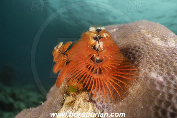 Bangka, Sulawesi, Indonesia, Spirobranchus giganteus, Spirobranchus, Serpulidae, Polychaeta, Annelid, Christmas-Tree Worm, Worm, Reef
