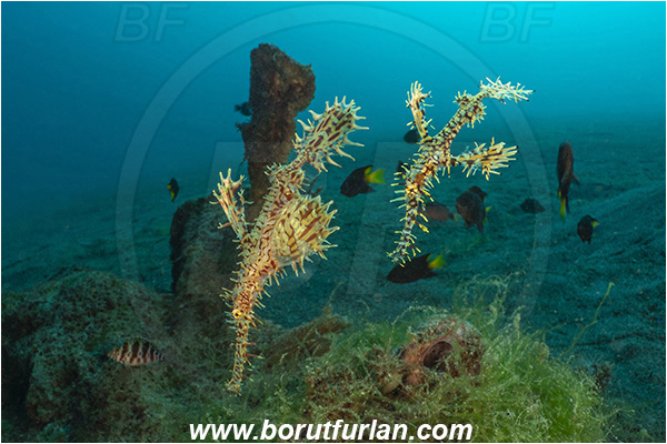 Lembeh strait, Sulawesi, Indonesia, Solenostomus paradoxus, Solenostomus, Solenostomidae, Harlequin Ghost Pipefish, Ornate Ghost Pipefish, Fish