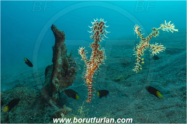 Lembeh strait, Sulawesi, Indonesia, Solenostomus paradoxus, Solenostomus, Solenostomidae, Harlequin Ghost Pipefish, Ornate Ghost Pipefish, Fish