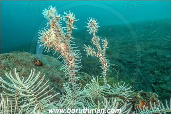 Lembeh strait, Sulawesi, Indonesia, Solenostomus paradoxus, Solenostomus, Solenostomidae, Harlequin Ghost Pipefish, Ornate Ghost Pipefish, Fish