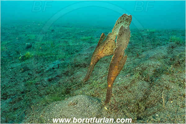 Lembeh strait, Sulawesi, Indonesia, Solenostomus cyanopterus, Solenostomus, Solenostomidae, Robust Ghost Pipefish, Ghost Pipefish, Fish