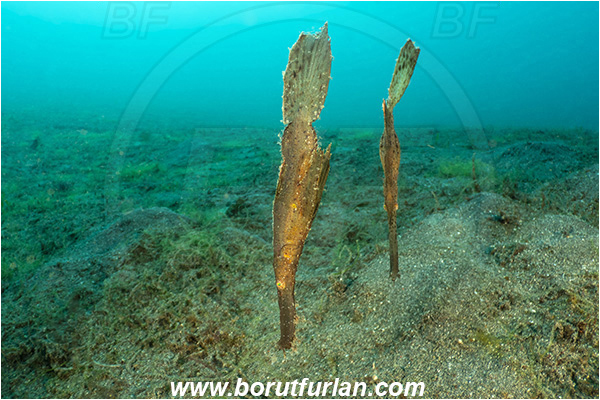 Lembeh strait, Sulawesi, Indonesia, Solenostomus cyanopterus, Solenostomus, Solenostomidae, Robust Ghost Pipefish, Ghost Pipefish, Fish