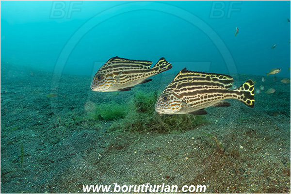 Lembeh strait, Sulawesi, Indonesia, Diagramma pictum, Diagramma, Haemulidae, Painted sweetlips, Sweetlips, Fish, Juvenile