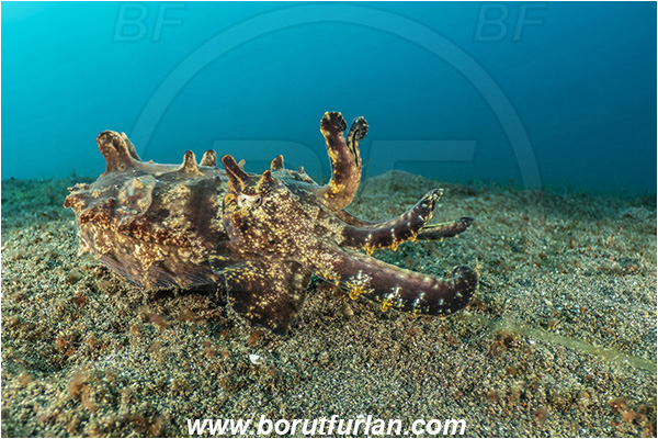 Lembeh strait, Sulawesi, Indonesia, Metasepia pfefferi, Metasepia, Sepiidae, Cephalopoda, Mollusca, Mollusc, Pfeffer
