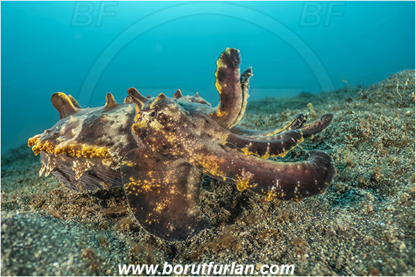 Lembeh strait, Sulawesi, Indonesia, Metasepia pfefferi, Metasepia, Sepiidae, Cephalopoda, Mollusca, Mollusc, Pfeffer