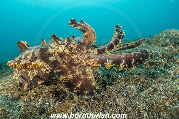 Lembeh strait, Sulawesi, Indonesia, Metasepia pfefferi, Metasepia, Sepiidae, Cephalopoda, Mollusca, Mollusc, Pfeffer