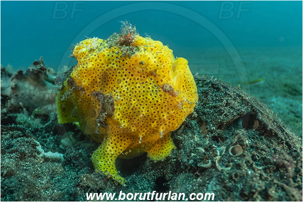 Lembeh strait, Sulawesi, Indonesia, Antennarius pictus, Antennarius, Antennariidae, Painted frogfish, Frogfish, Fish