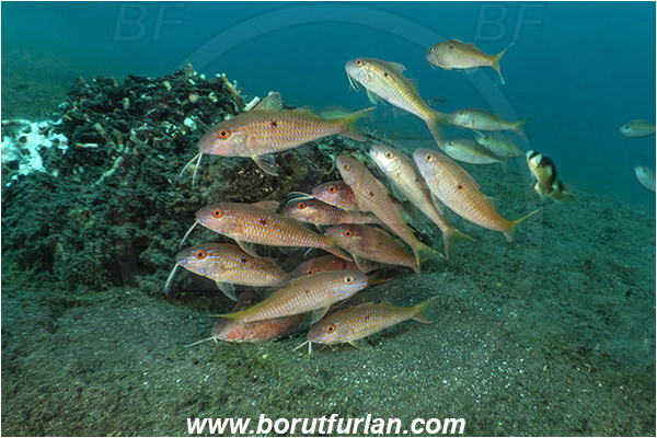 Lembeh strait, Sulawesi, Indonesia, Parupeneus heptacanthus, Parupeneus, Mullidae, Cinnabar goatfish, Goatfish, Fish, Fish school