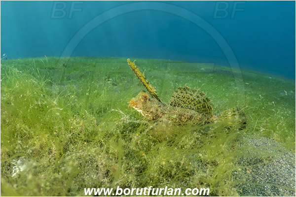 Lembeh strait, Sulawesi, Indonesia, Dactylopus kuiteri, Dactylopus, Callionymidae, Orange & Black Dragonet, Dragonet, Fish