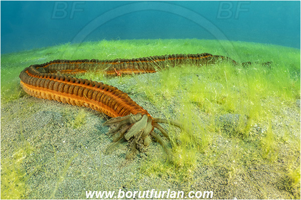Lembeh strait, Sulawesi, Indonesia, Opheodesoma spectabilis, Opheodesoma, Synaptidae, Conspicuous Sea Cucumber, Sea Cucumber, Holothuroidea, Holothurian, Echinodermata, Echinoderm