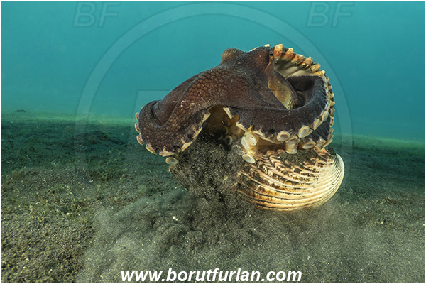 Lembeh strait, Sulawesi, Indonesia, Amphioctopus marginatus, Amphioctopus, Octopodidae, Veined octopus, Coconut Octopus, Octopus, Cephalopoda, Mollusca, Mollusc, Hiding in shell, Reef