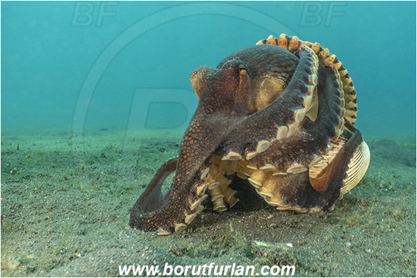 Lembeh strait, Sulawesi, Indonesia, Amphioctopus marginatus, Amphioctopus, Octopodidae, Veined octopus, Coconut Octopus, Octopus, Cephalopoda, Mollusca, Mollusc, Hiding in shell, Reef