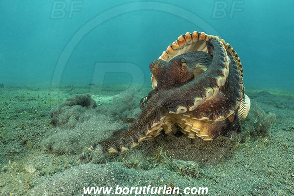 Lembeh strait, Sulawesi, Indonesia, Amphioctopus marginatus, Amphioctopus, Octopodidae, Veined octopus, Coconut Octopus, Octopus, Cephalopoda, Mollusca, Mollusc, Hiding in shell, Reef