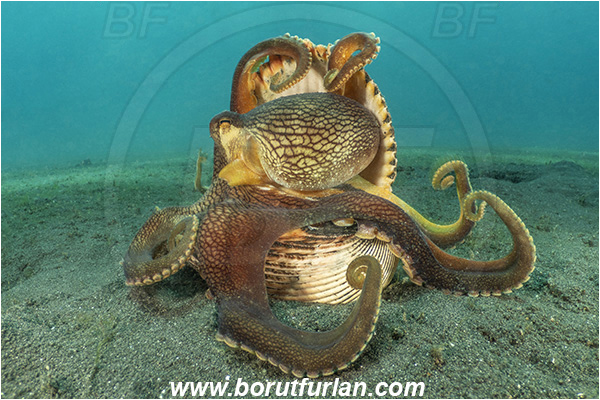 Lembeh strait, Sulawesi, Indonesia, Amphioctopus marginatus, Amphioctopus, Octopodidae, Veined octopus, Coconut Octopus, Octopus, Cephalopoda, Mollusca, Mollusc, Hiding in shell, Reef