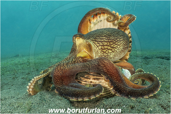Lembeh strait, Sulawesi, Indonesia, Amphioctopus marginatus, Amphioctopus, Octopodidae, Veined octopus, Coconut Octopus, Octopus, Cephalopoda, Mollusca, Mollusc, Hiding in shell, Reef
