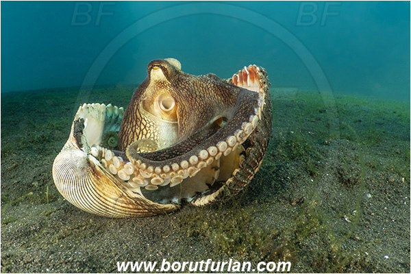 Lembeh strait, Sulawesi, Indonesia, Amphioctopus marginatus, Amphioctopus, Octopodidae, Veined octopus, Coconut Octopus, Octopus, Cephalopoda, Mollusca, Mollusc, Hiding in shell, Reef