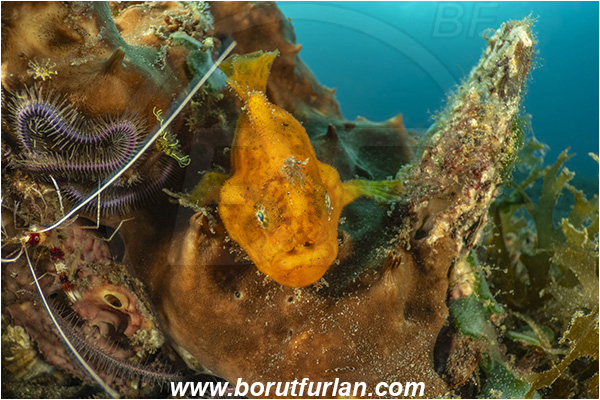 Lembeh strait, Sulawesi, Indonesia, Antennarius pictus, Antennarius, Antennariidae, Painted frogfish, Frogfish, Fish, Reef, Portrait