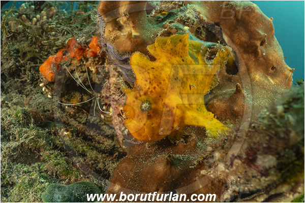 Lembeh strait, Sulawesi, Indonesia, Antennarius pictus, Antennarius, Antennariidae, Painted frogfish, Frogfish, Fish, Reef