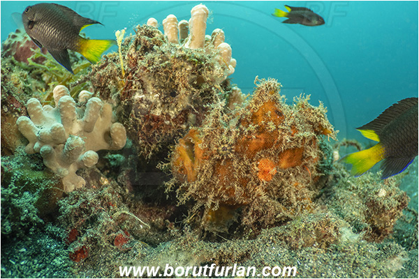 Lembeh strait, Sulawesi, Indonesia, Antennarius maculatus, Antennarius, Antennariidae, Warty frogfish, Frogfish, Fish, Reef