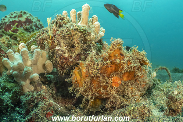 Lembeh strait, Sulawesi, Indonesia, Antennarius maculatus, Antennarius, Antennariidae, Warty frogfish, Frogfish, Fish, Reef