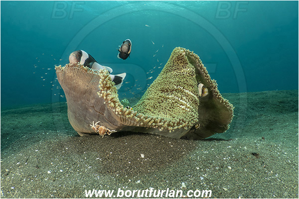 Lembeh strait, Sulawesi, Indonesia, Stichodactyla haddoni, Stichodactyla, Stichodactylidae, Haddon