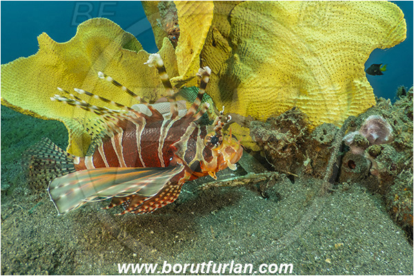 Lembeh strait, Sulawesi, Indonesia, Pterois antennata, Pterois, Scorpaenidae, Spotfin lionfish, Lionfish, Fish, Reef