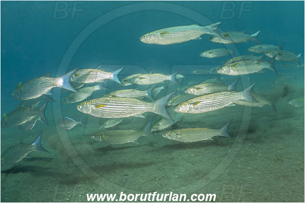 Lembeh strait, Sulawesi, Indonesia, Crenimugil crenilabis, Crenimugil, Mugilidae, Fringelip mullet, Mullet, Fish, Fish school, Sand