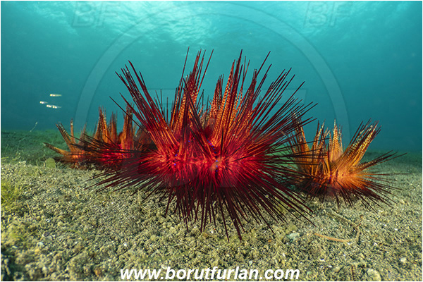 Lembeh strait, Sulawesi, Indonesia, Astropyga radiata, Astropyga, Diadematidae, Red fire urchin, Blue-spotted Sea Urchin, Sea Urchin, Echinoidea, Echinodermata, Echinoderm, Echinothuriidae