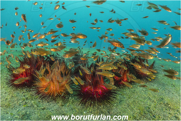 Lembeh strait, Sulawesi, Indonesia, Astropyga radiata, Astropyga, Diadematidae, Red fire urchin, Blue-spotted Sea Urchin, Sea Urchin, Echinoidea, Echinodermata, Echinoderm, Echinothuriidae, Cardinalfish, Apogonidae, Fish, Fish school