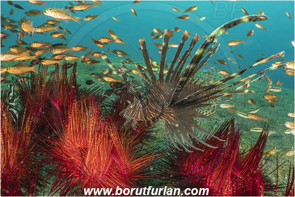 Lembeh strait, Sulawesi, Indonesia, Astropyga radiata, Astropyga, Diadematidae, Red fire urchin, Blue-spotted Sea Urchin, Sea Urchin, Echinoidea, Echinodermata, Echinoderm, Echinothuriidae, Cardinalfish, Apogonidae, Fish, Fish school, Pterois volitans, Pterois, Scorpaenidae, Red lionfish, Lionfish