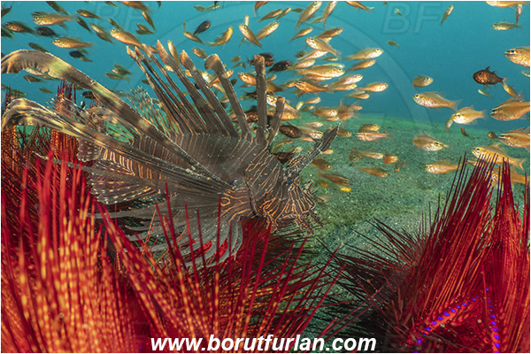 Lembeh strait, Sulawesi, Indonesia, Astropyga radiata, Astropyga, Diadematidae, Red fire urchin, Blue-spotted Sea Urchin, Sea Urchin, Echinoidea, Echinodermata, Echinoderm, Echinothuriidae, Cardinalfish, Apogonidae, Fish, Fish school, Pterois volitans, Pterois, Scorpaenidae, Red lionfish, Lionfish
