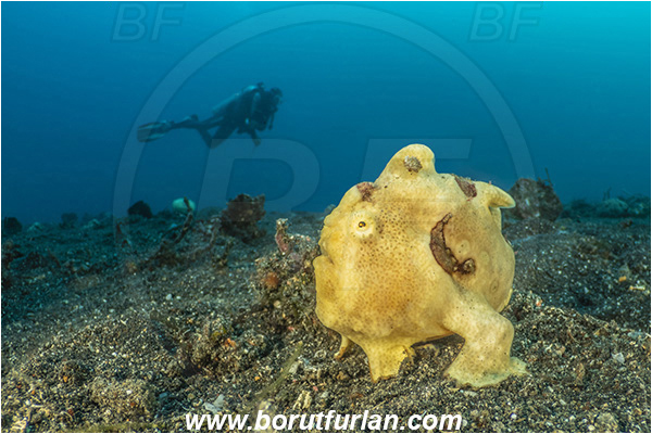 Lembeh strait, Sulawesi, Indonesia, Antennarius pictus, Antennarius, Antennariidae, Painted frogfish, Frogfish, Fish, Reef, Diver