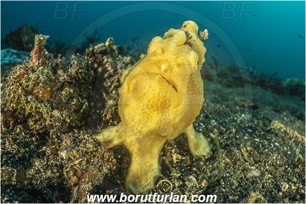 Lembeh strait, Sulawesi, Indonesia, Antennarius pictus, Antennarius, Antennariidae, Painted frogfish, Frogfish, Fish, Reef, Portrait