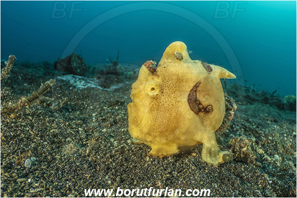 Lembeh strait, Sulawesi, Indonesia, Antennarius pictus, Antennarius, Antennariidae, Painted frogfish, Frogfish, Fish, Reef
