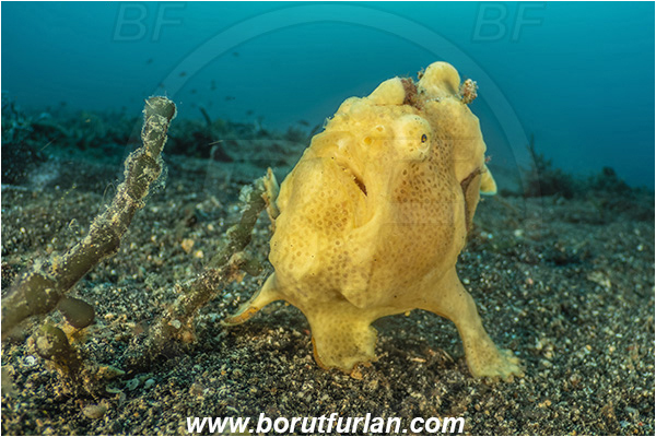 Lembeh strait, Sulawesi, Indonesia, Antennarius pictus, Antennarius, Antennariidae, Painted frogfish, Frogfish, Fish, Reef