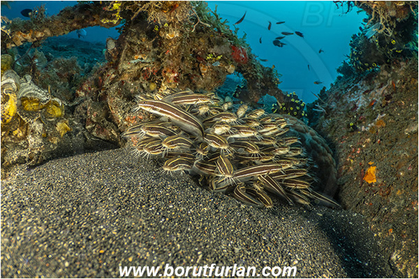 Lembeh strait, Sulawesi, Indonesia, Plotosus lineatus, Plotosus, Plotosidae, Striped eel catfish, Catfish, Fish, Fish school, Reef