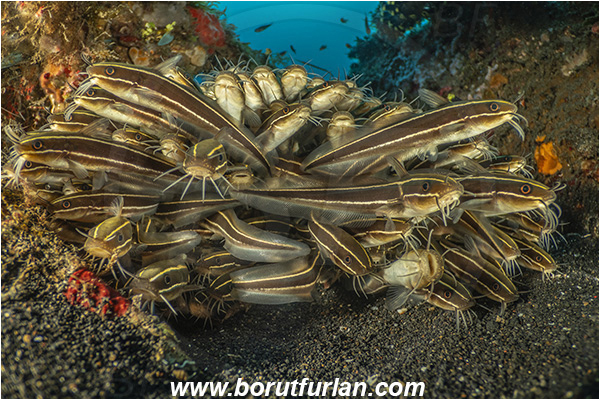 Lembeh strait, Sulawesi, Indonesia, Plotosus lineatus, Plotosus, Plotosidae, Striped eel catfish, Catfish, Fish, Fish school, Reef