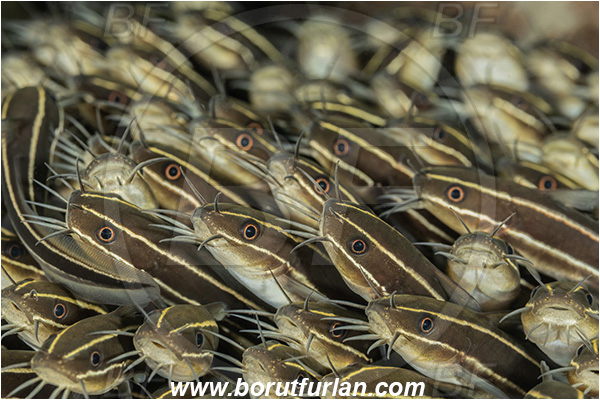 Lembeh strait, Sulawesi, Indonesia, Plotosus lineatus, Plotosus, Plotosidae, Striped eel catfish, Catfish, Fish, Fish school, Portrait