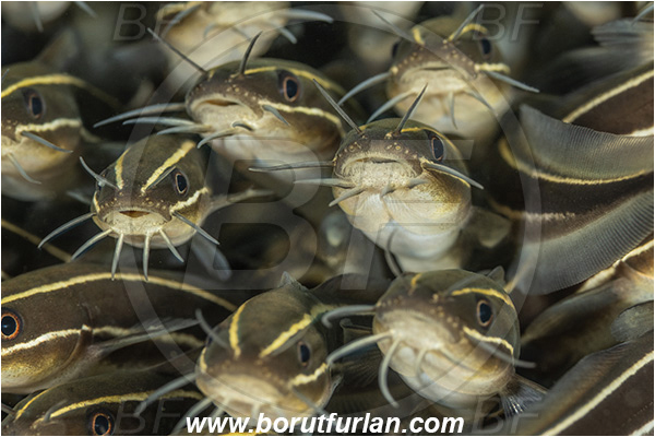Lembeh strait, Sulawesi, Indonesia, Plotosus lineatus, Plotosus, Plotosidae, Striped eel catfish, Catfish, Fish, Fish school, Portrait