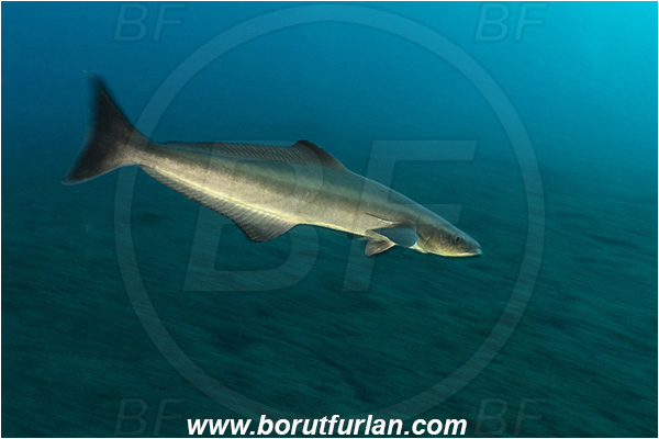 Lembeh strait, Sulawesi, Indonesia, Rachycentron canadum, Rachycentron, Rachycentridae, Cobia, Fish