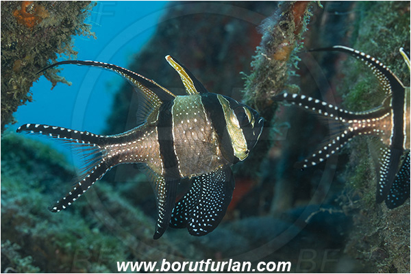 Lembeh strait, Sulawesi, Indonesia, Pterapogon kauderni, Pterapogon, Apogonidae, Banggai cardinalfish, Cardinalfish, Fish