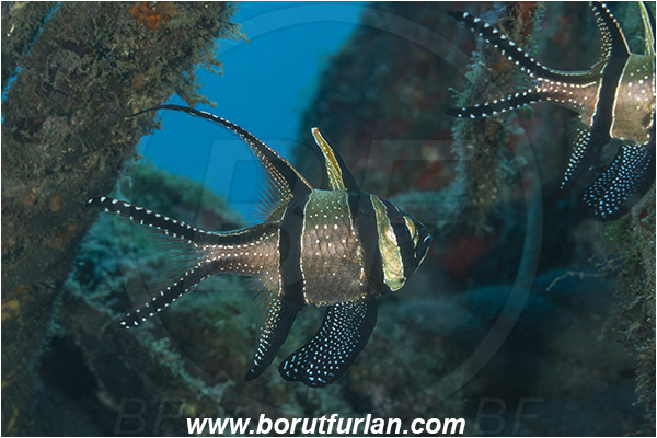 Lembeh strait, Sulawesi, Indonesia, Pterapogon kauderni, Pterapogon, Apogonidae, Banggai cardinalfish, Cardinalfish, Fish