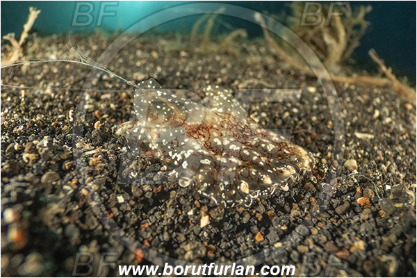 Lembeh strait, Sulawesi, Indonesia, Coeloplana sp., Coeloplana, Coeloplanidae, Tentaculata, Ctenophora, Comb Jelly