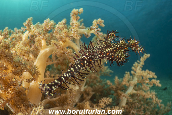Lembeh strait, Sulawesi, Indonesia, Solenostomus paradoxus, Solenostomus, Solenostomidae, Harlequin Ghost Pipefish, Ornate Ghost Pipefish, Fish