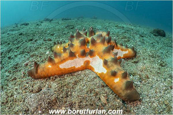Lembeh strait, Sulawesi, Indonesia, Protoreaster nodosus, Protoreaster, Oreasteridae, Asteroidea, Echinodermata, Echinoderm, Chocolate chip starfish, Starfish, Reef, Sand